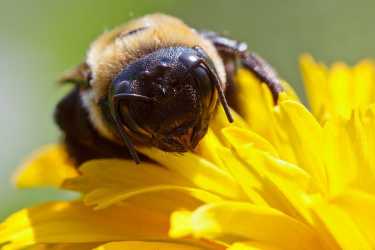 随着蜜蜂的进化，蜜蜂的免疫力。