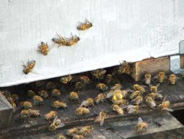 成为蜜蜂的粉丝：纽约同意养蜂人