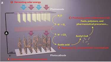 混合能源:细菌+太阳能收获!