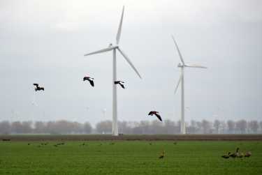 风力发电场建设期间鸟类死亡