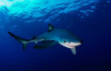蓝色的鲨鱼在亚速尔群岛生命和死亡