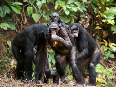 倭黑猩猩，黑猩猩还是赌徒?