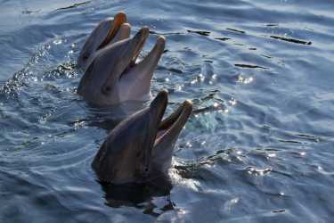 巴西与渔民合作的瓶颈海豚