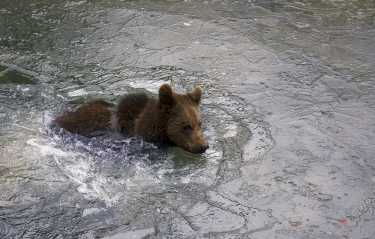 棕熊用工具擦洗