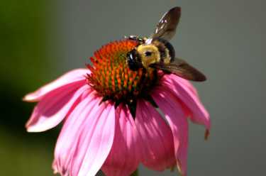 美国研究强调了大黄蜂的困境,数量迅速下降