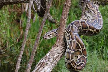 入侵的缅甸蟒蛇vs.大沼泽地