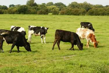 打嗝牛消耗臭氧层,爱尔兰的研究发现