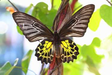 蝴蝶翅膀的想法增强了氢的生产