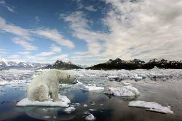 金丝雀是微博——北极冬季冰关系有史以来的最低水平