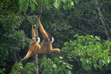长臂猿家族因双雌性群体而扩大。