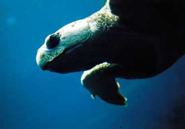 庆祝海龟:2011年世界海龟日