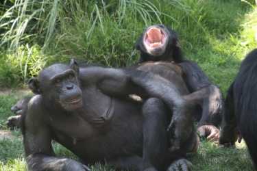 黑猩猩合作社