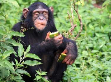 黑猩猩通过文化偏好来选择握手