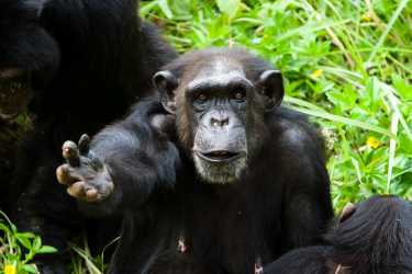 黑猩猩可以有PTSD吗？