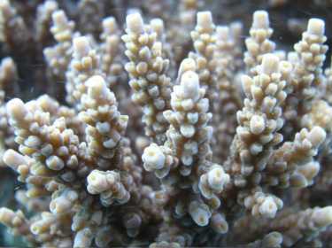 评估气候变化的影响在珊瑚和珊瑚灭绝