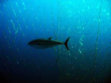 广泛联盟支持大西洋蓝鳍金枪鱼的恢复