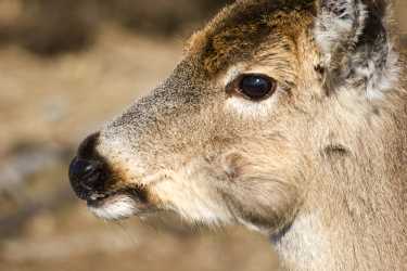 纽约鹿的有争议的狩猎限制