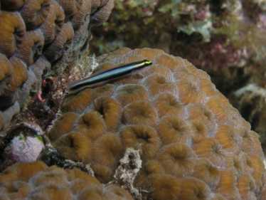 珊瑚覆盖的致命的下降