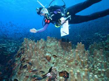 达尔文预言，珊瑚很少越过东太平洋障碍。