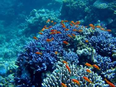 珊瑚怎么会是防晒霜药丸的秘密呢