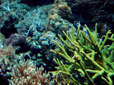 珊瑚专家预测“尽头”珊瑚礁