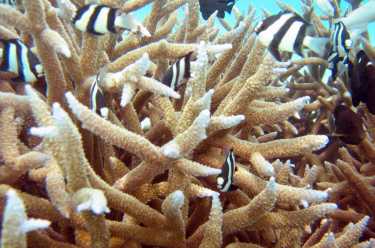 深海珊瑚在墨西哥湾发现石油污染