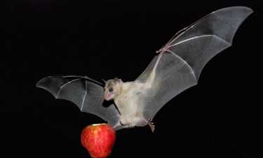 在拥挤的树冠中，水果蝙蝠与声纳变得灵活