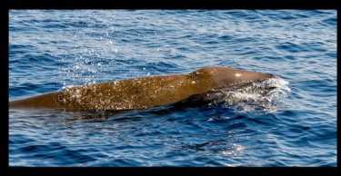 鲸鱼引导研究揭示了海洋的真实生物学。