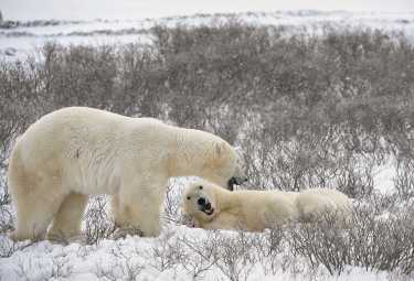 《危险关系》,爱尔兰的棕熊北极熊进化形成的