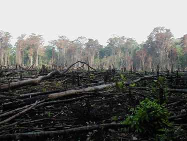 发展中国家出口砍伐森林