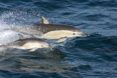 普通的海豚适应海湾生活。