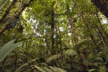 破坏亚马逊森林削减降雨