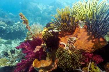 诊断珊瑚礁疾病
