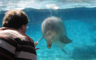 通过调查海豚声纳能力来改善电子产品
