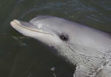 在墨西哥湾的记录中死亡的海豚