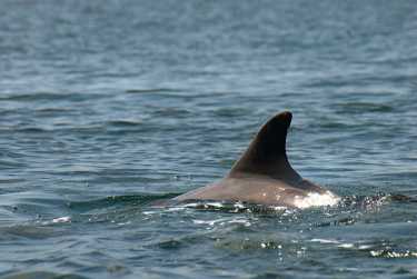 海豚变成由海洋条件分开的群体