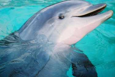 康复中的海豚获得听力测试