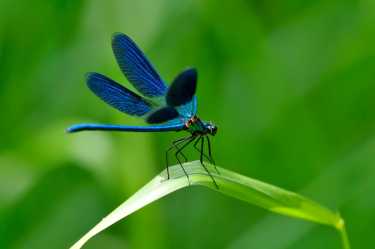 蜻蜓。环境健康的指示物种必威国际必威官网