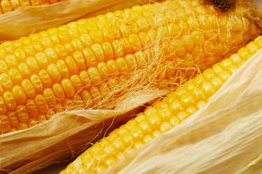 由于立法者对转基因玉米意见不一，干旱仍在持续