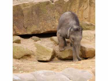 克里特岛的矮猛犸象:猛犸象属Creticus