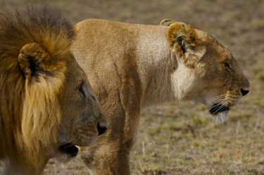 东与西：非洲的狮子群体显示出遗传不同