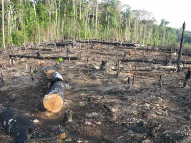 ECO林业奖励计划'命中问题'