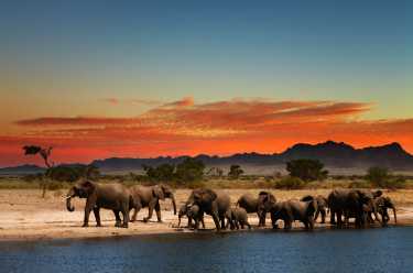 世界自然基金会说：“大象杀人不能继续下去。”