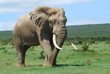 追踪大象偷猎者