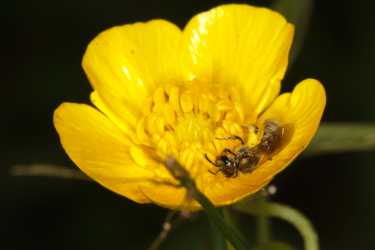 11种新蜜蜂