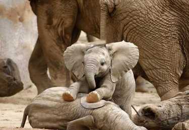 沙漠大象 - 自然，养育，我们还是爱它们！
