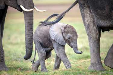 婴儿大象去中国度假！