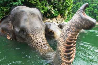 大象帮助国家公园,珍贵的老虎、犀牛和休息!