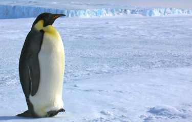 最高的企鹅被发现