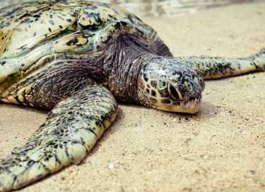 威胁美洲虎捕食濒危绿海龟